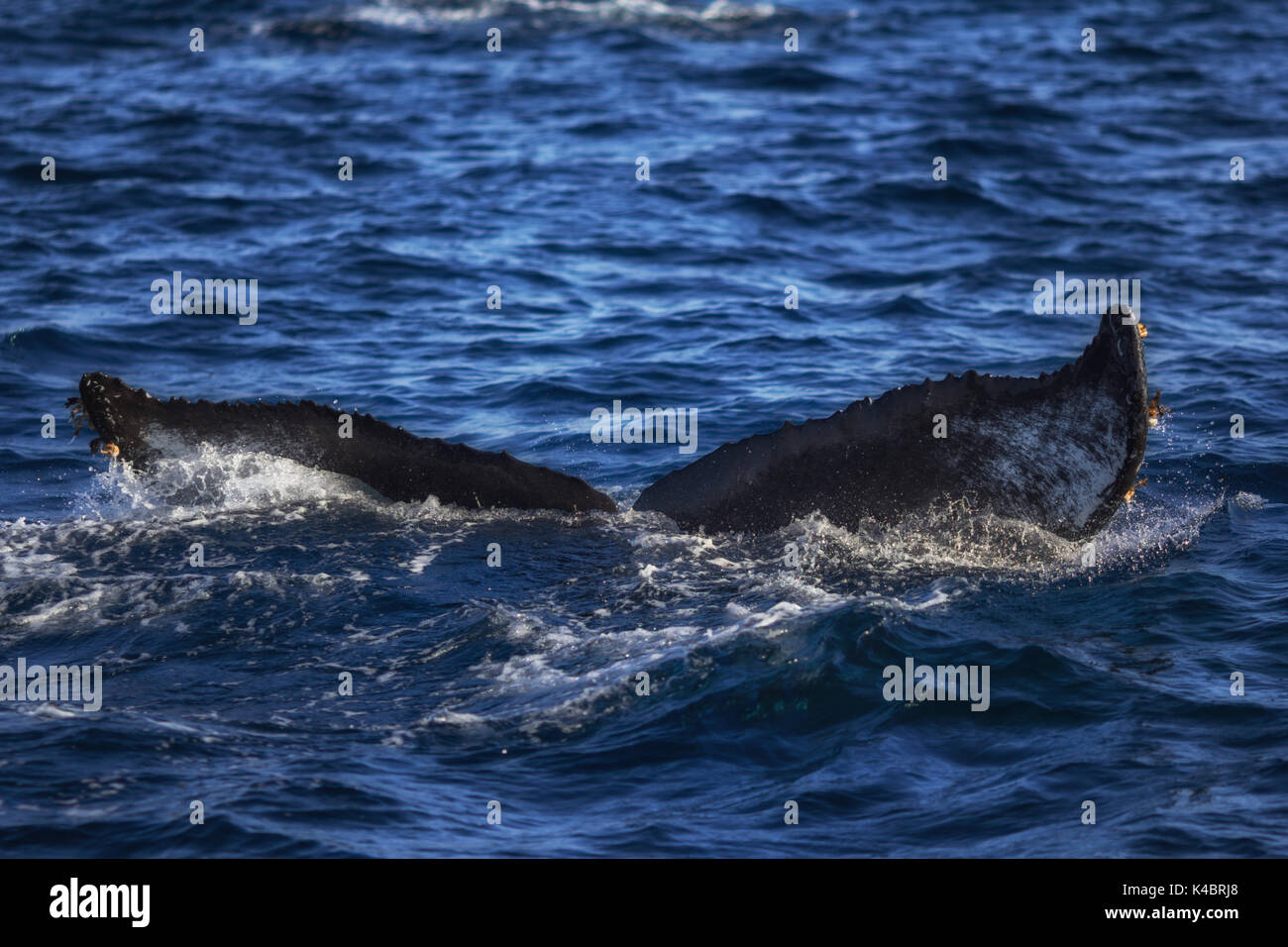 Humpback whale tail going under the surface of the pacific ocean off the coast of southern California. Stock Photo