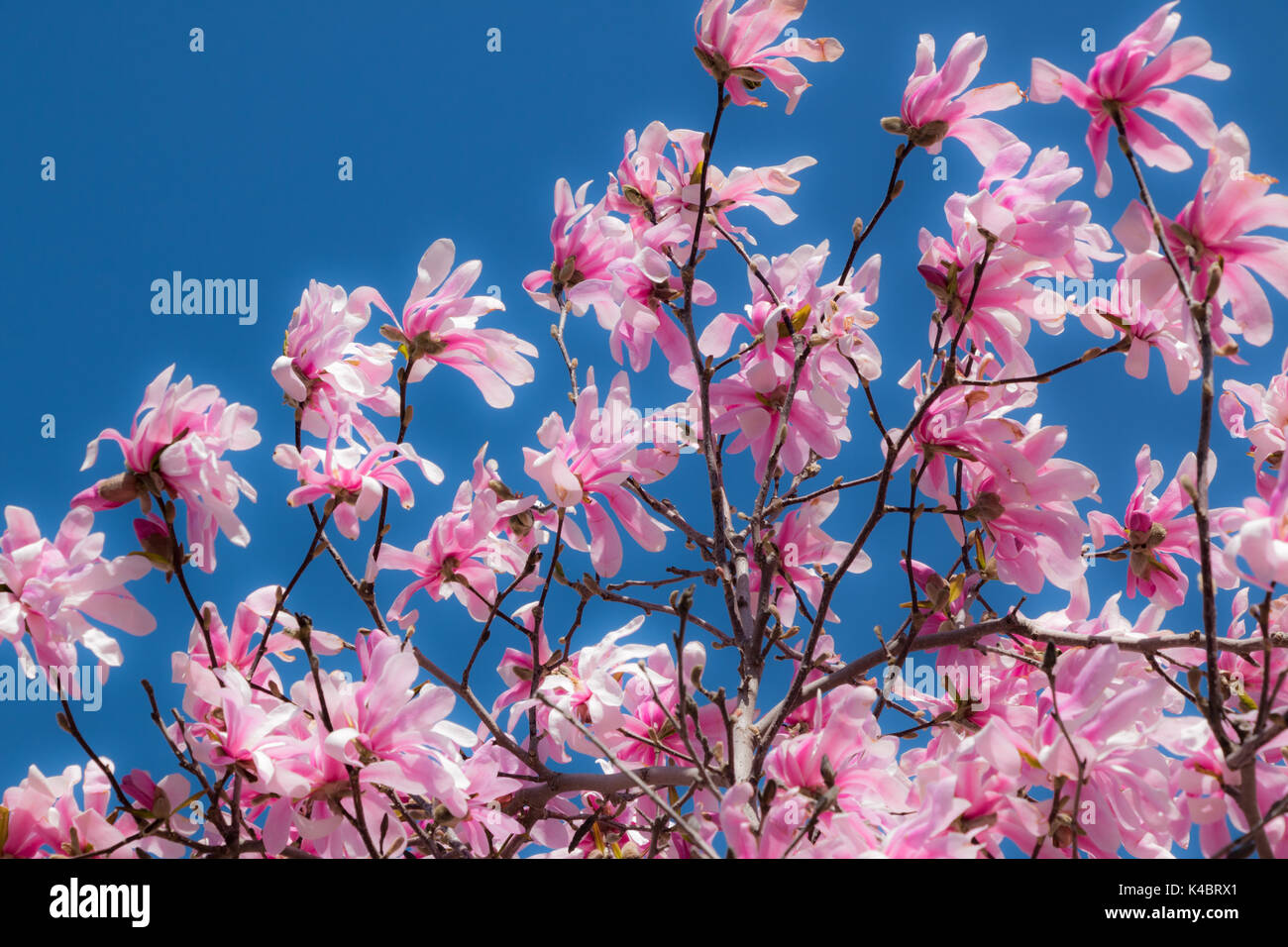Pink Cherry blossom flowers in full bloom during spring. Stock Photo
