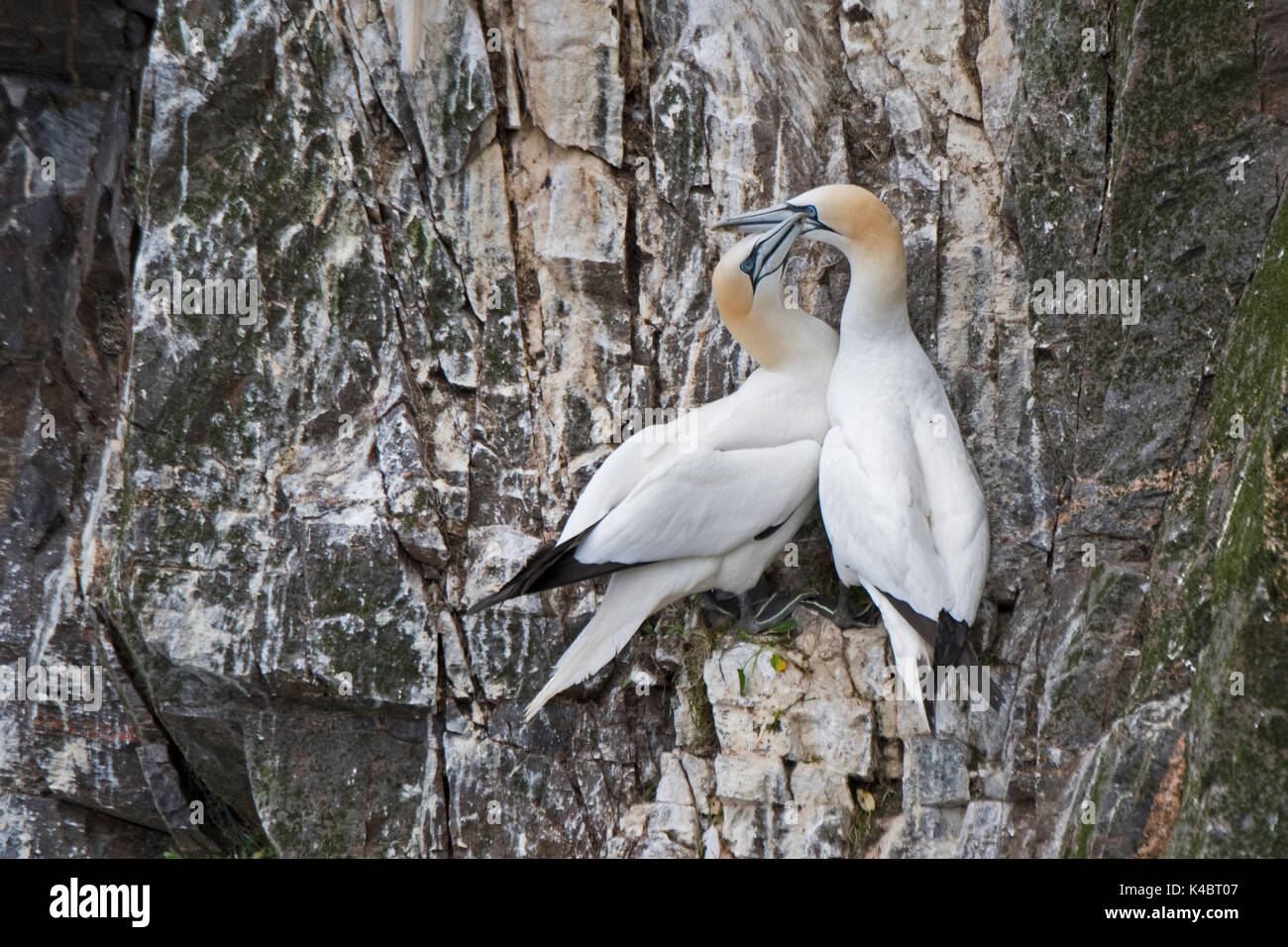 northern-gannet-morus-bassanus-breeding-colony-hermaness-shetland-june