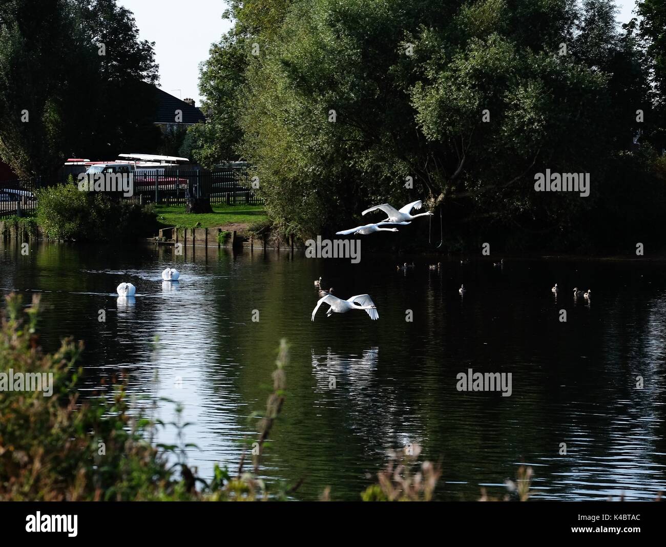 mute swans flying over the river thames Stock Photo Alamy