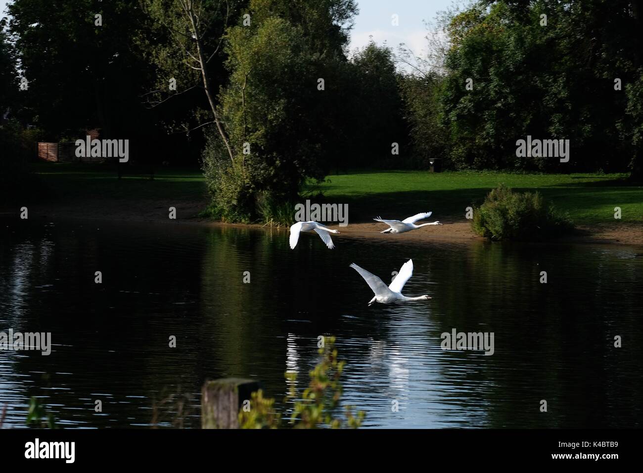mute swans flying over the river thames Stock Photo Alamy