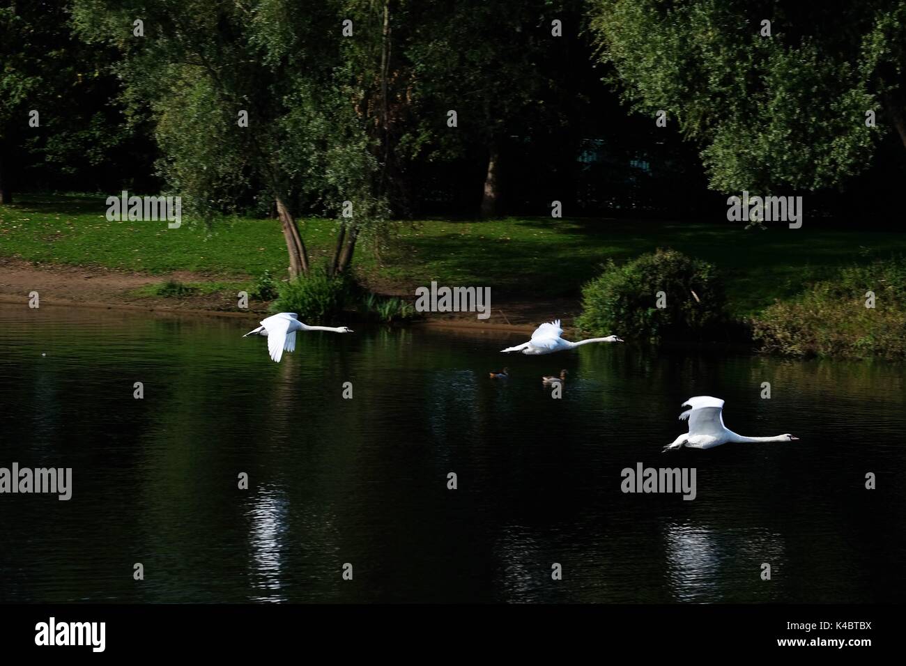 mute swans flying over the river thames Stock Photo Alamy