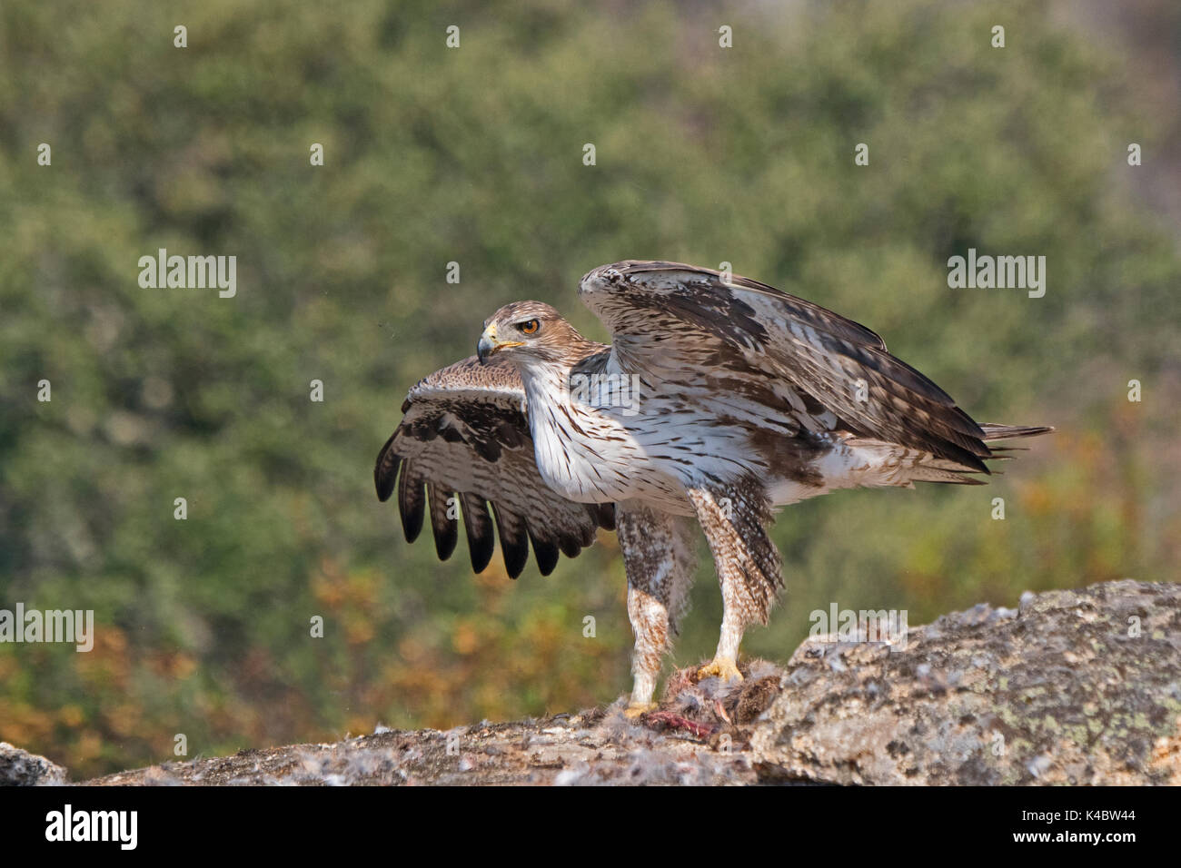 Bonelli’s Eagle  Aquila fasciata male in Arribes del Duero Natural Park (Parque Natural de Arribes del Duero) Spain June Stock Photo