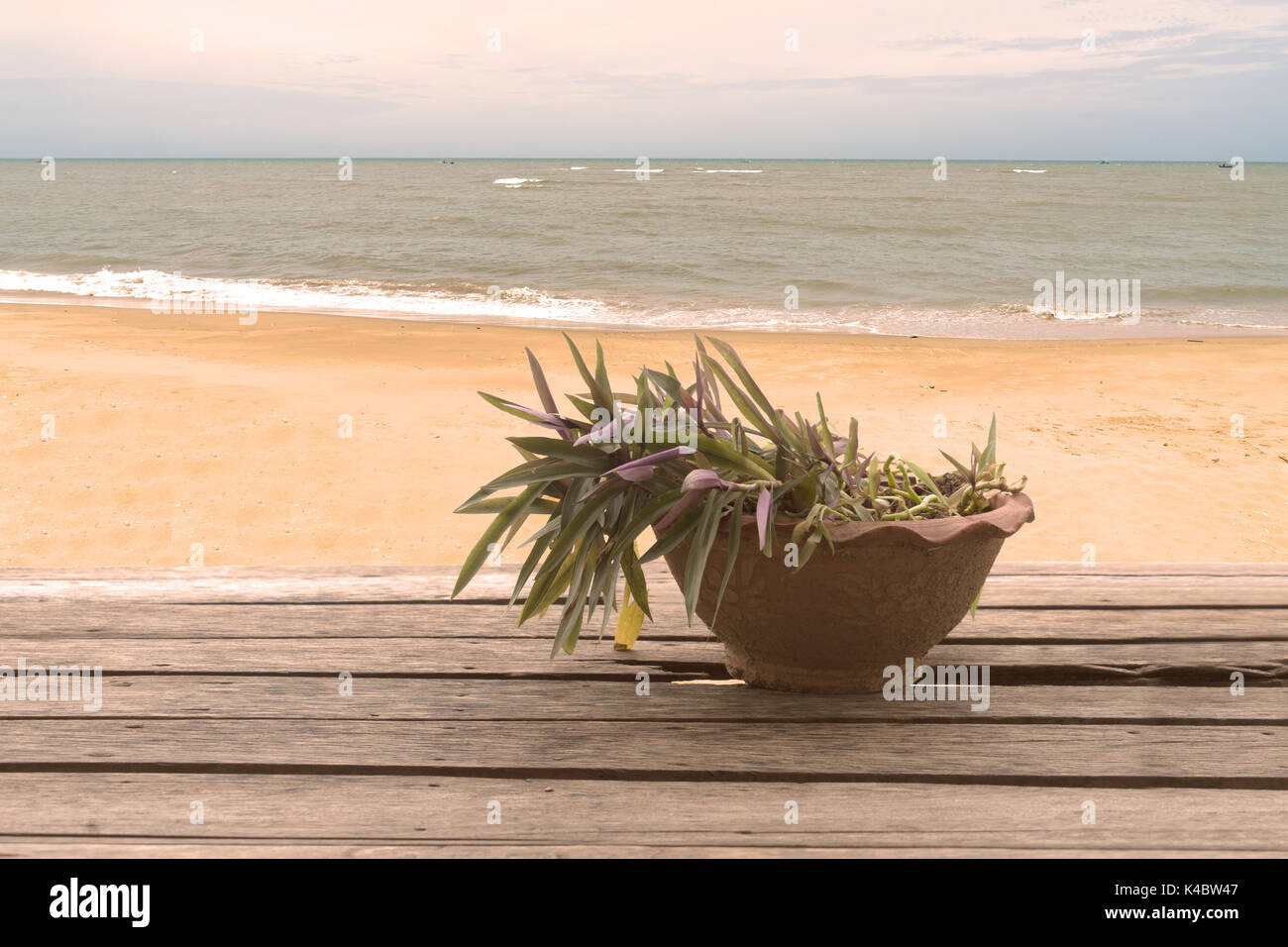 pot plant beachfront on wooden table Stock Photo