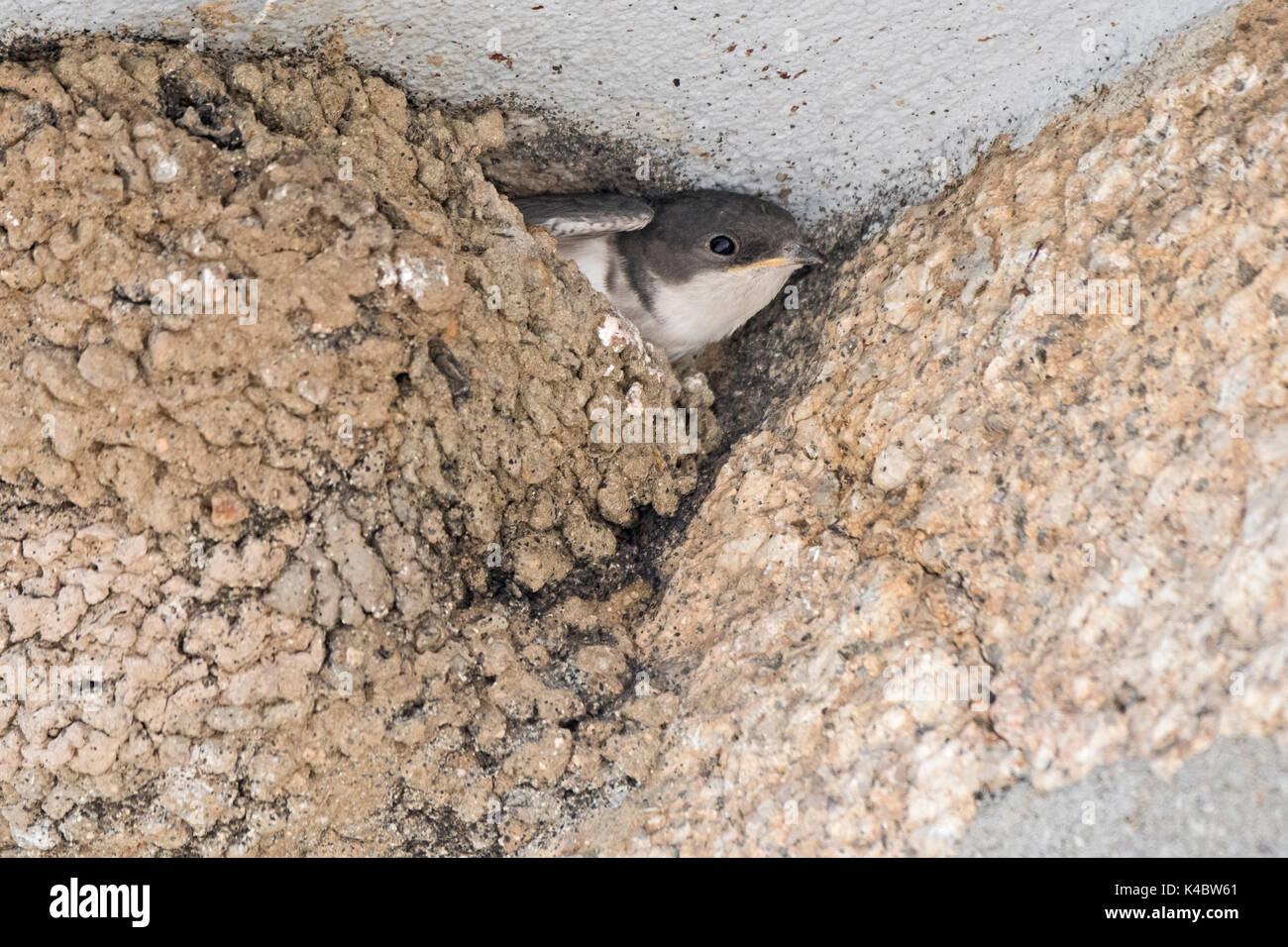 Common House Martin  Delichon urbicum nearly fledged young peering from  nest Northumberland July Stock Photo