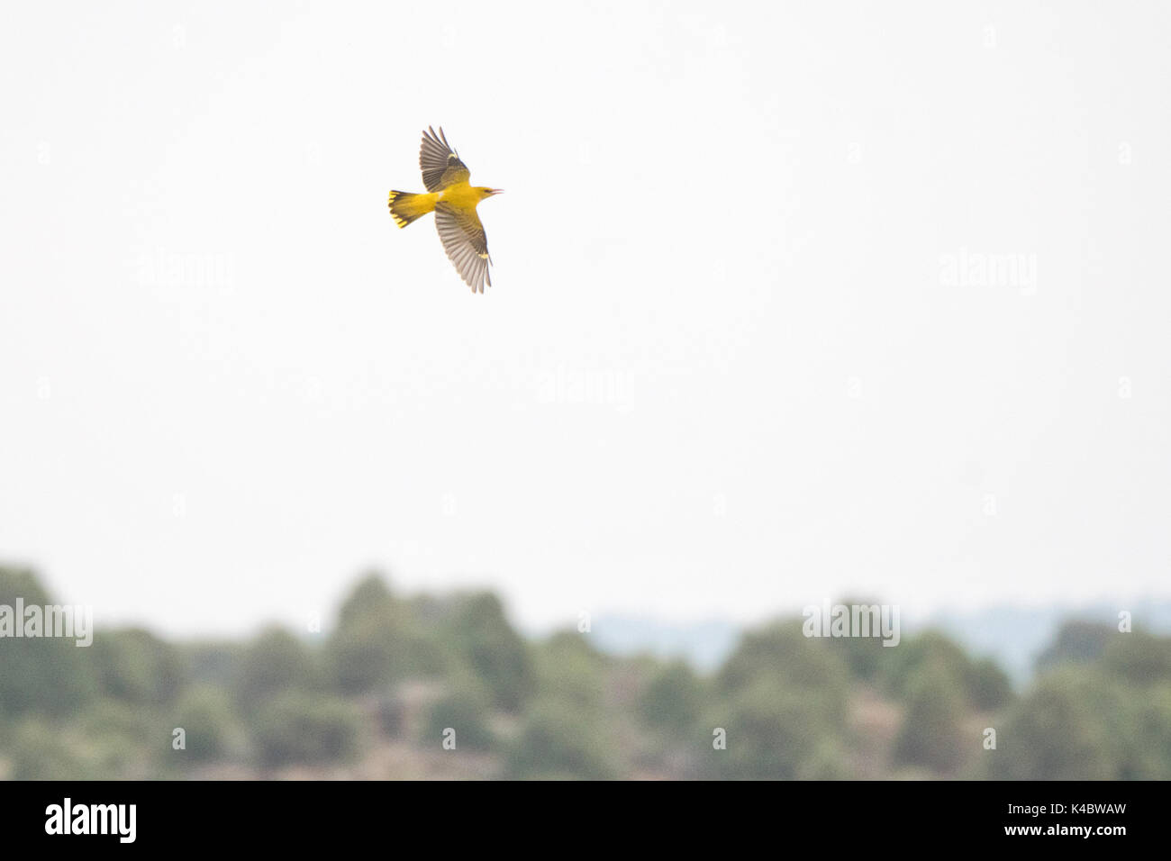 Golden Oriole Oriolus oriolus female in flight Spain June Stock Photo