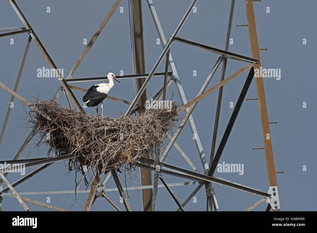 White Stork Ciconia ciconia nest on power pylon Almendra Spain Stock Photo