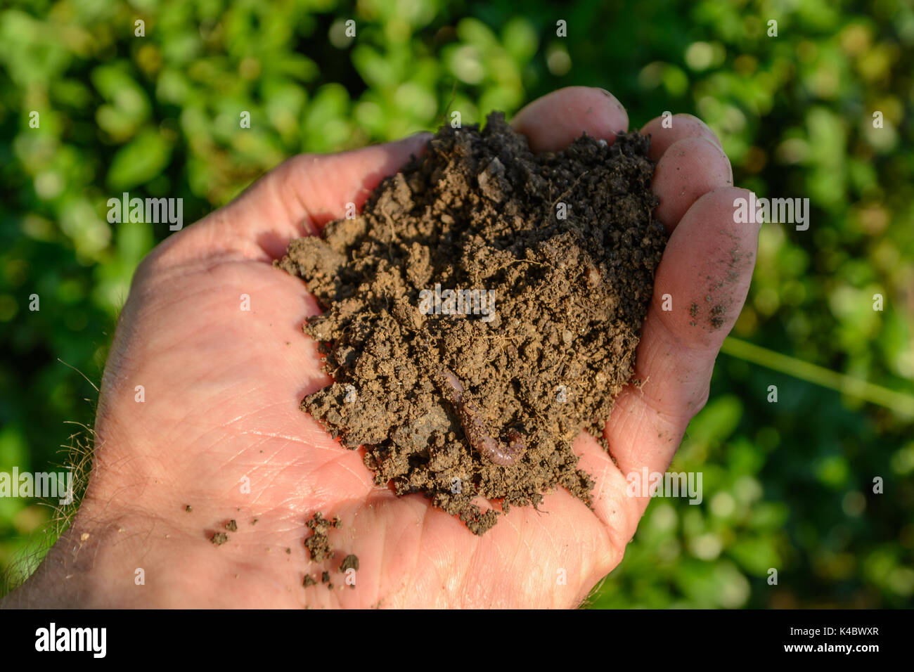 Hand With Healthy Earth And A Earthworm Stock Photo