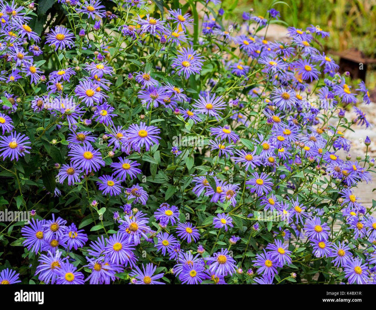 Aster frikartii Monch, Asteraceae. Stock Photo