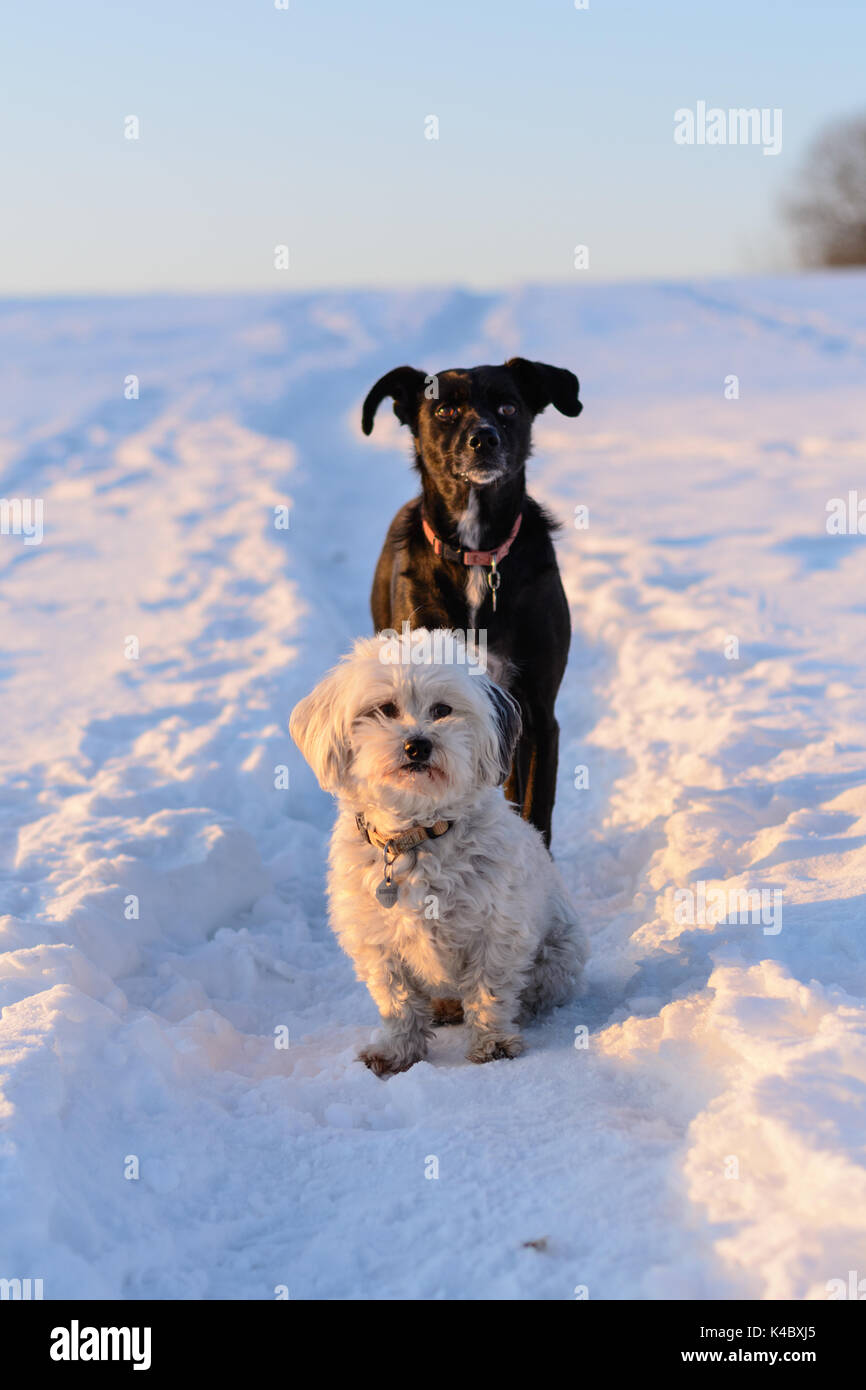 Black And White Dog Sitting Obeying In The Snow Stock Photo - Alamy