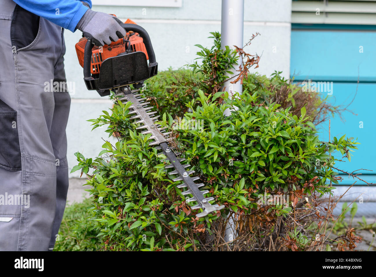 Landscape Keeper Cuts Hedge In Work Clothes With A Hedge Trimmer Stock Photo