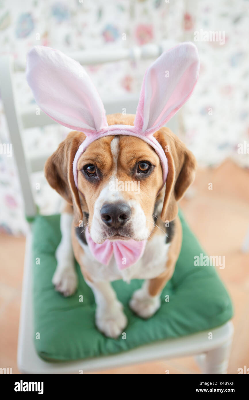 Bow dogs hi res stock photography and images Page 17 Alamy