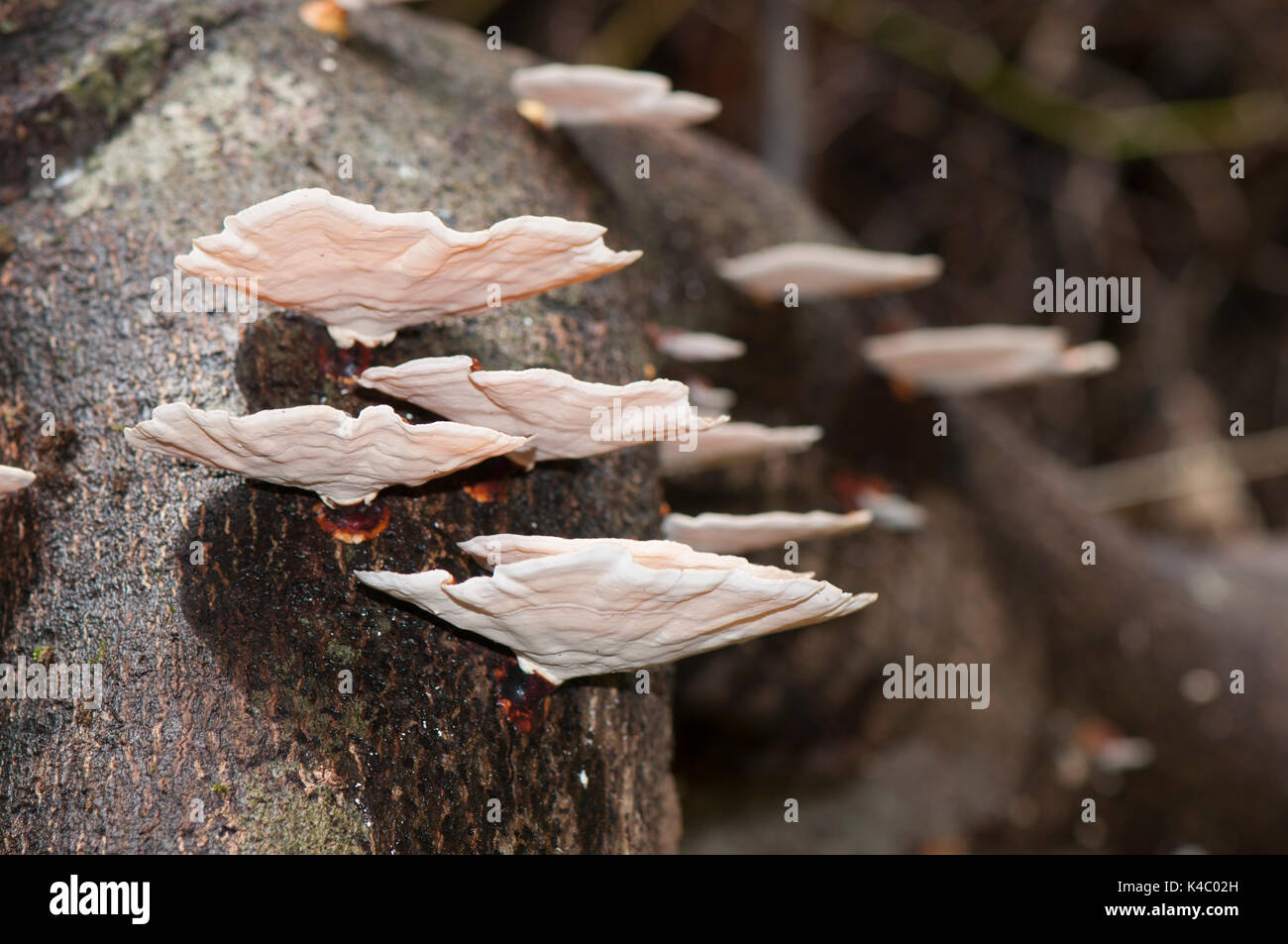 Mushrooms growing on tree trunk Stock Photo