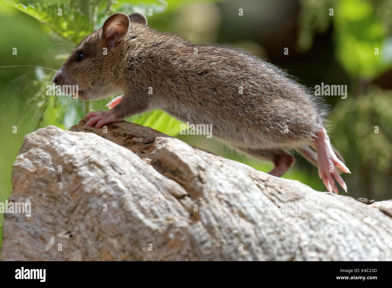 House Mouse In Jump Stock Photo Alamy