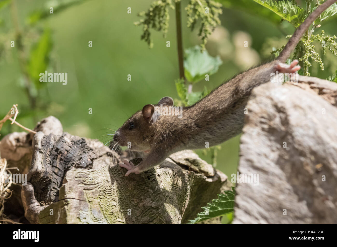 House Mouse In Jump Stock Photo Alamy