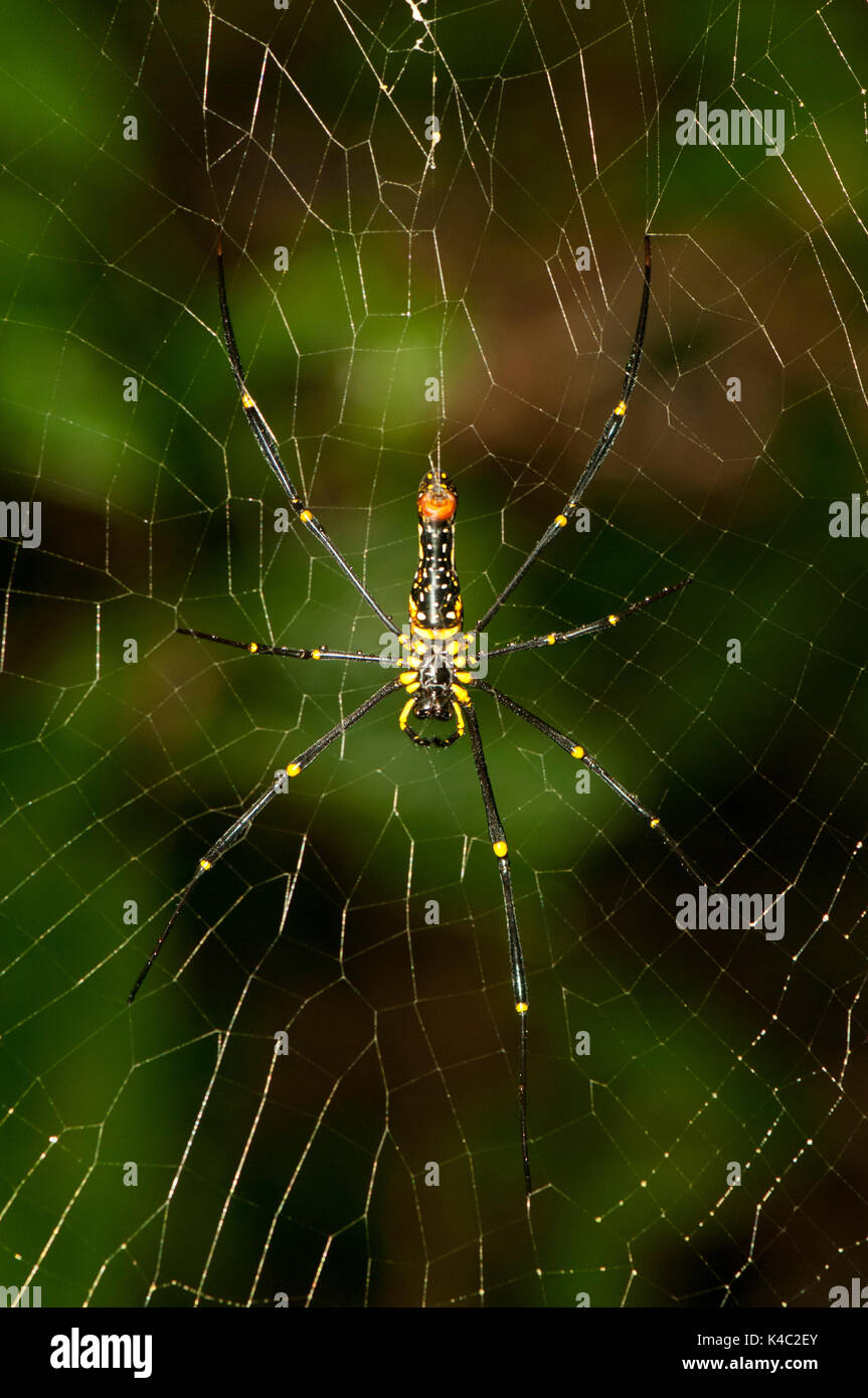 Giant wood spider Orb Weaver Nephila maculata Stock Photo