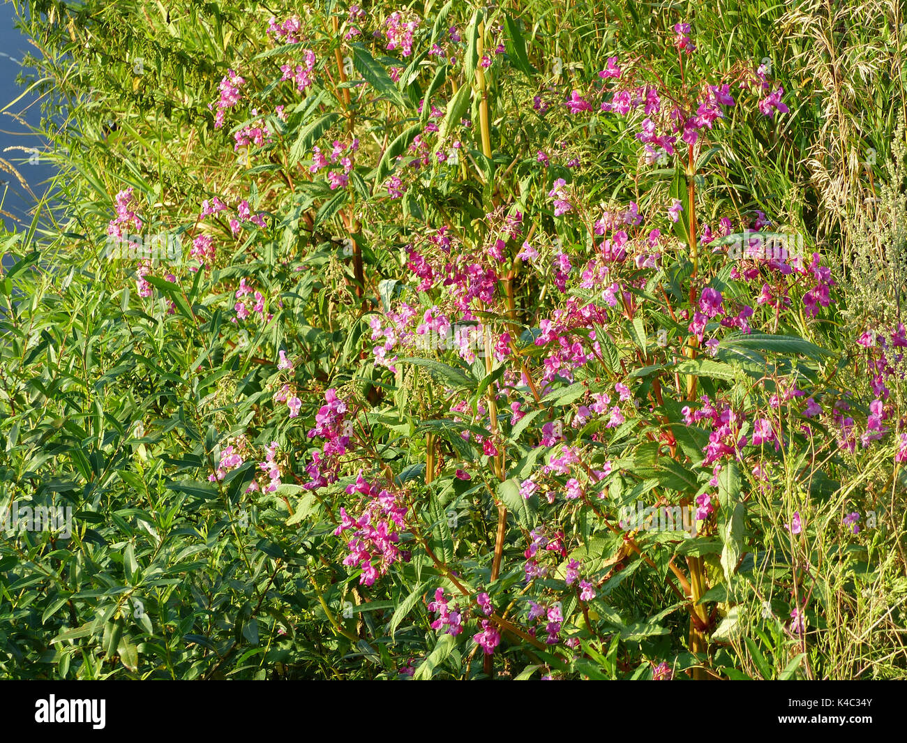 Indian Balsam, Glandular Balsam, Impatiens Glandulifera, Growing In Damp Locations Such As Here On The Riverbank Stock Photo