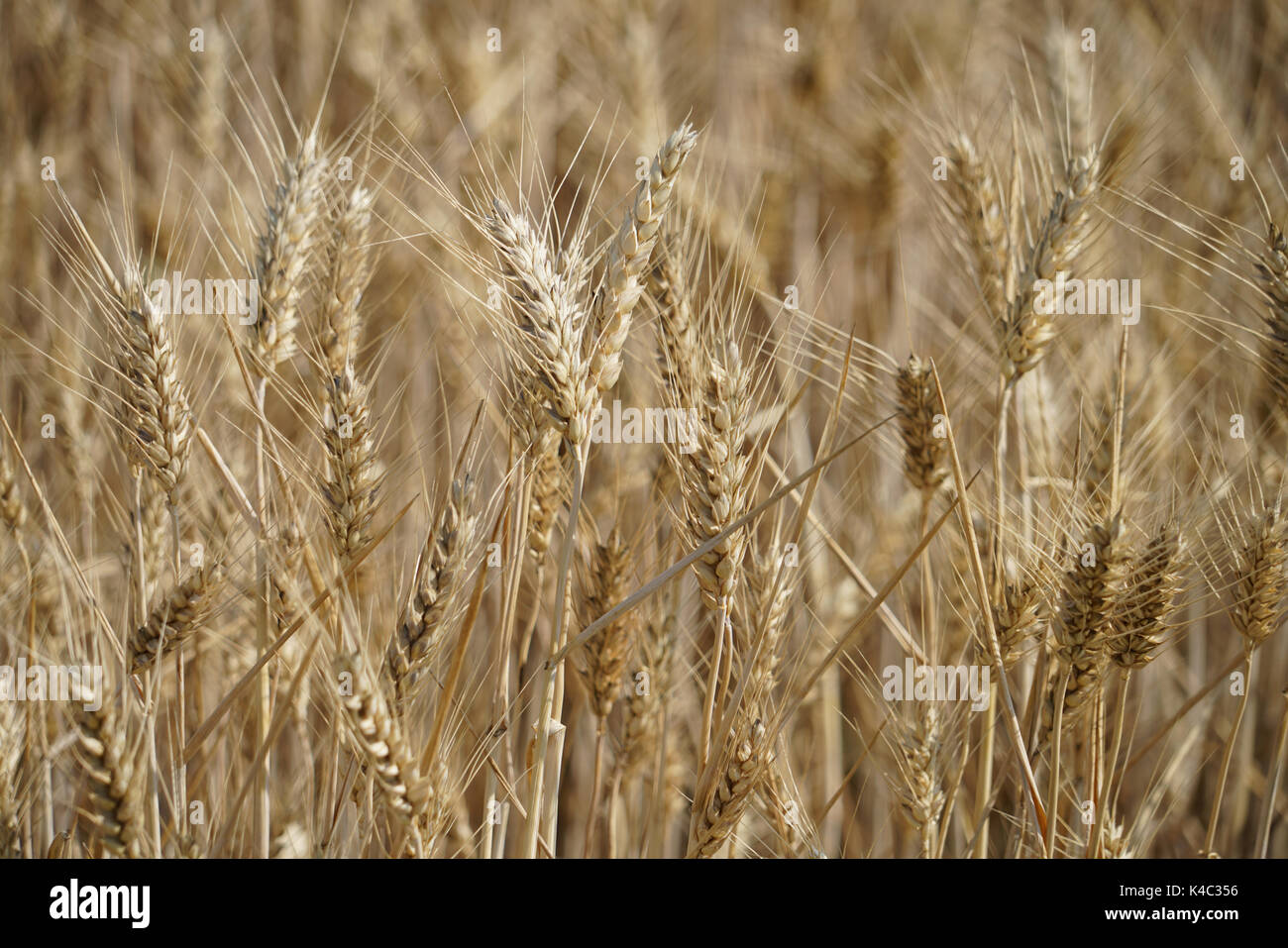 Ears In Cornfield Stock Photo Alamy
