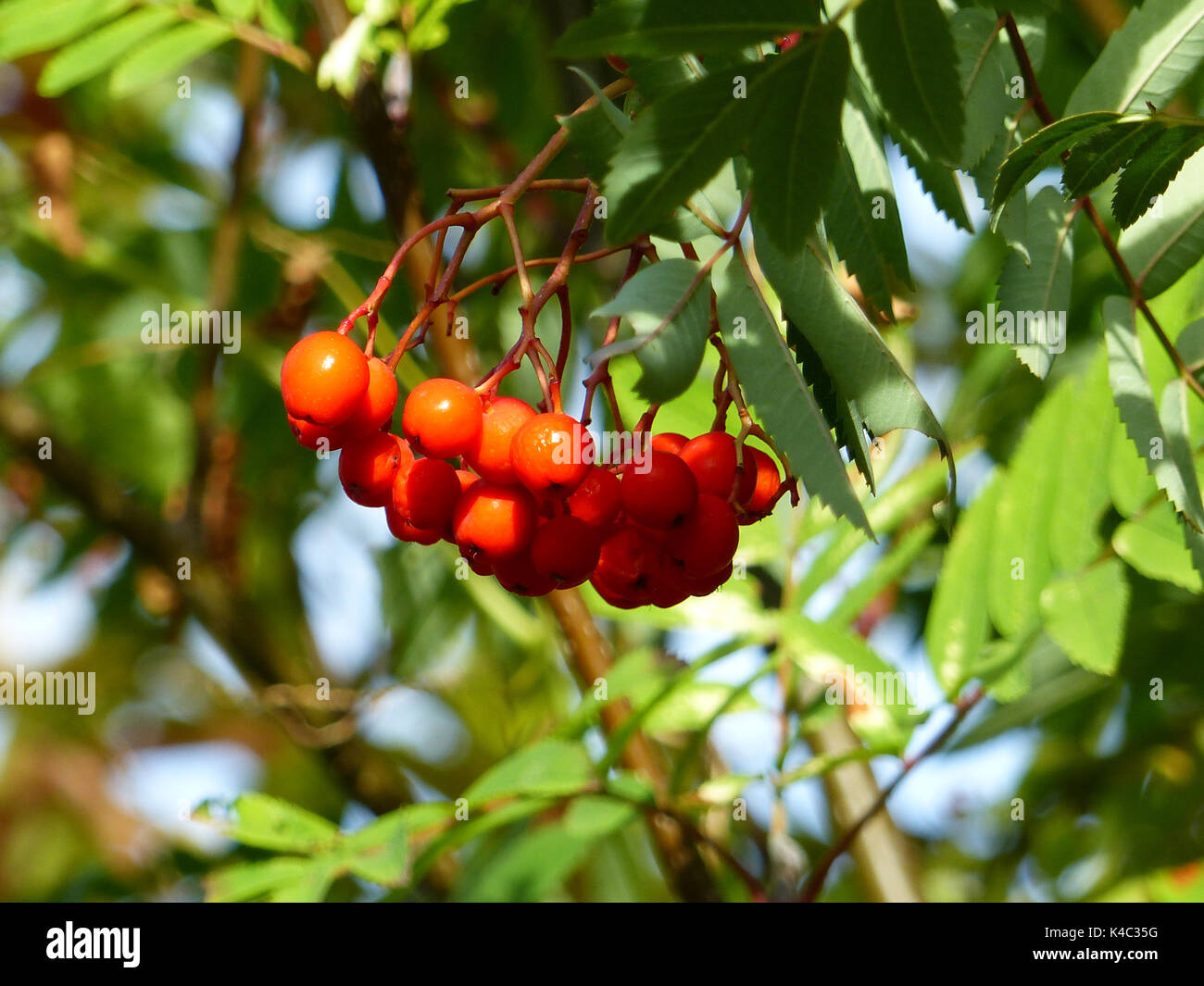Rowan Def Fruits of a rowan in orange hi-res stock photography and images - Alamy