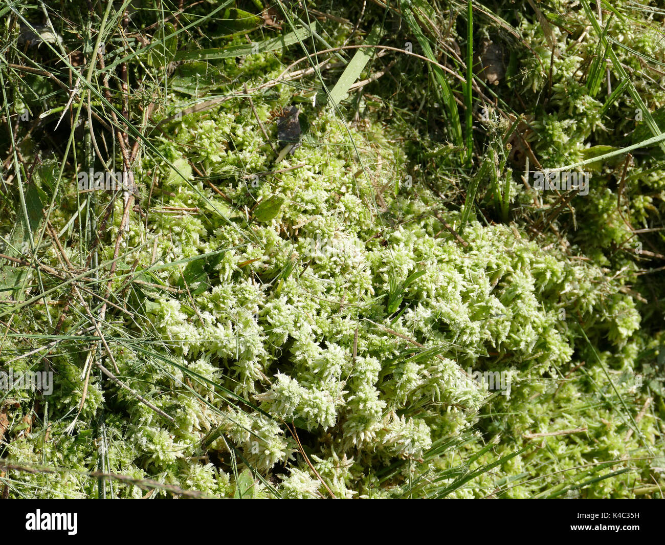 Liverwort Moss In Ortelsbruch, Hunsrueck Stock Photo