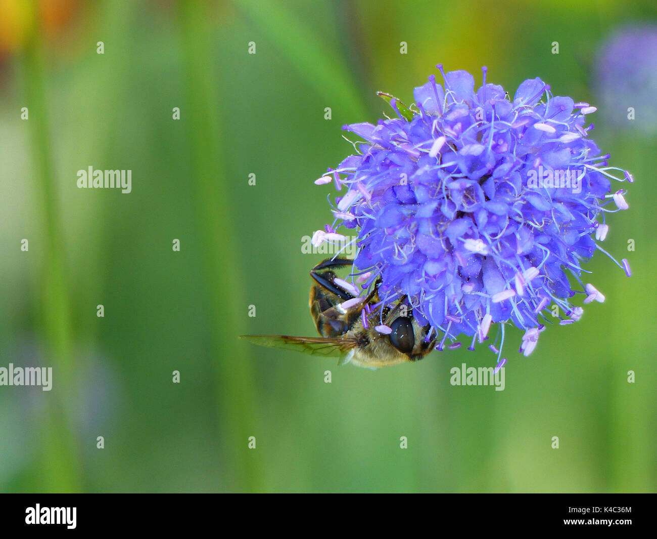 Honey Bee On A Violet Flower With Green Background Stock Photo