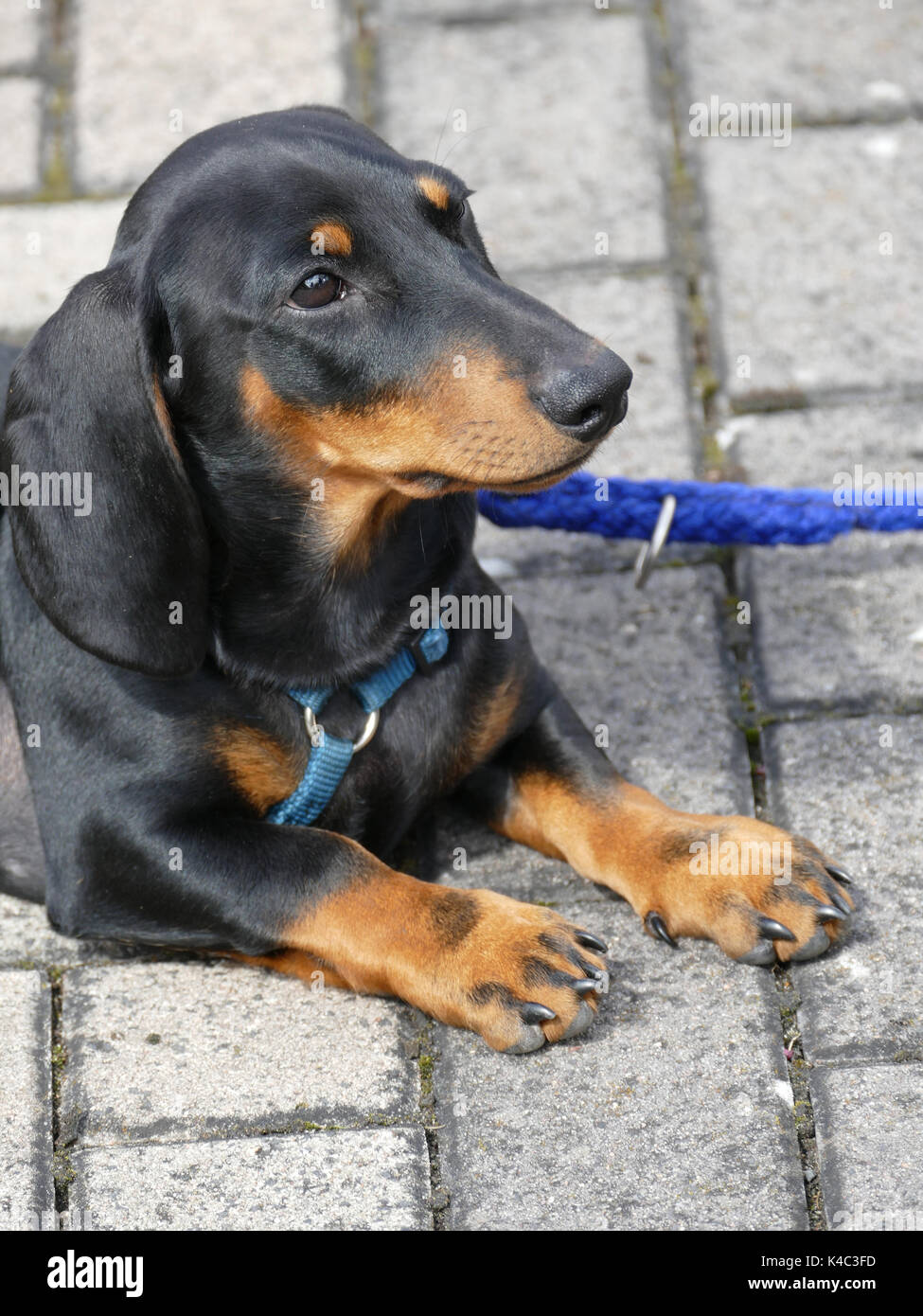 Young Dachshund, Black Smooth Stock Photo
