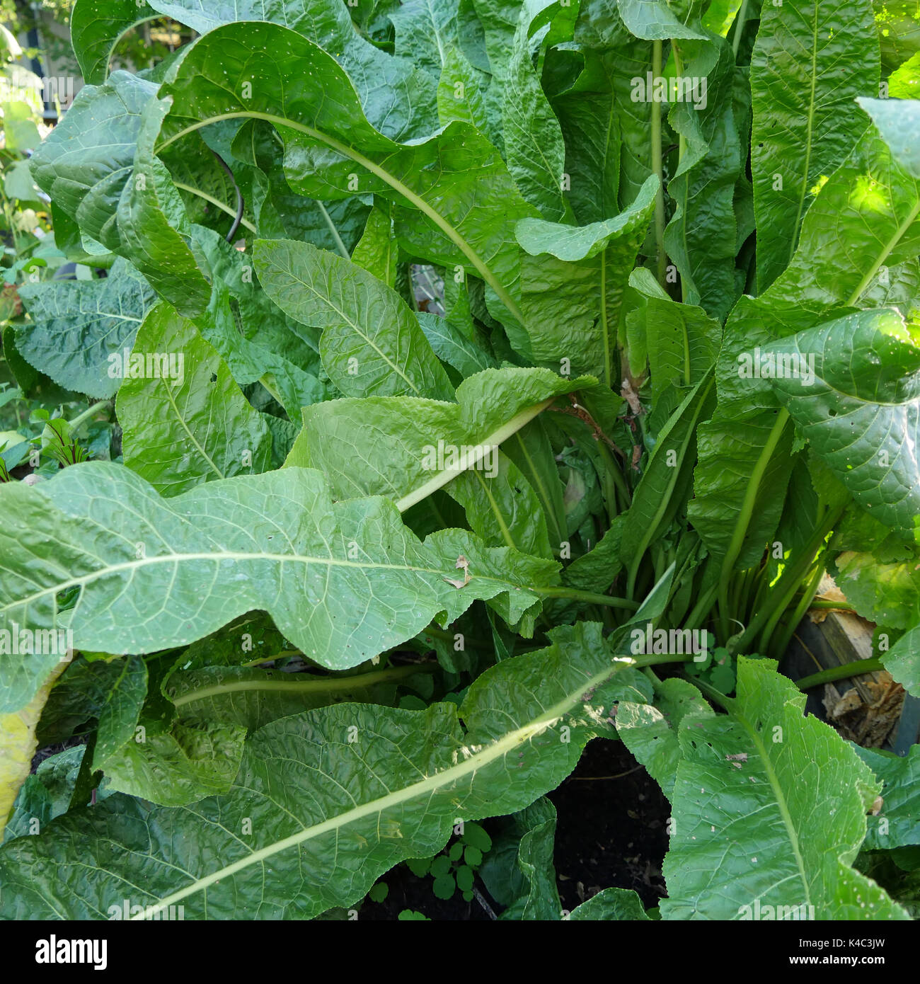 Horseradish plants hires stock photography and images Alamy