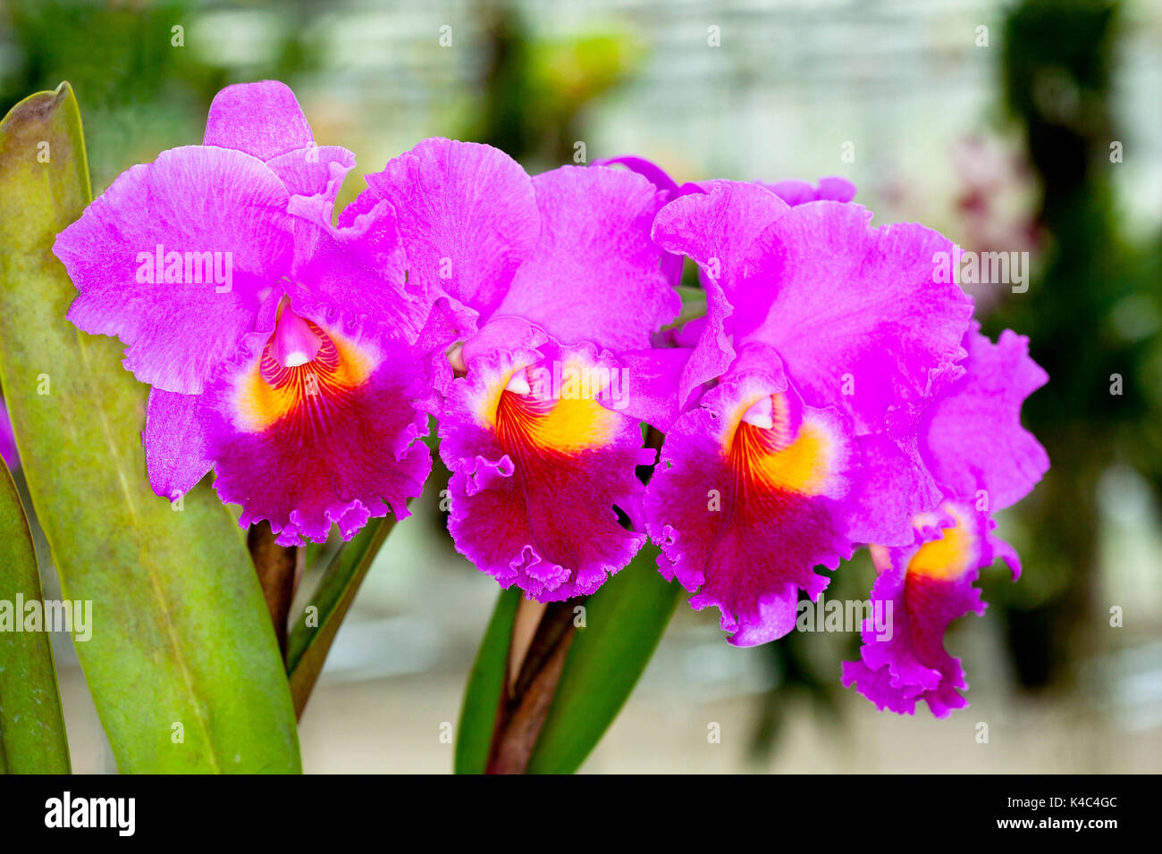 Cattleya orchid hybrid pink flowers Stock Photo - Alamy