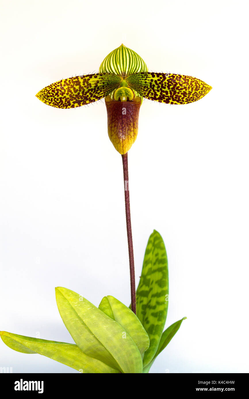 Paphiopedilum orchid flowers with  on  white background. Stock Photo