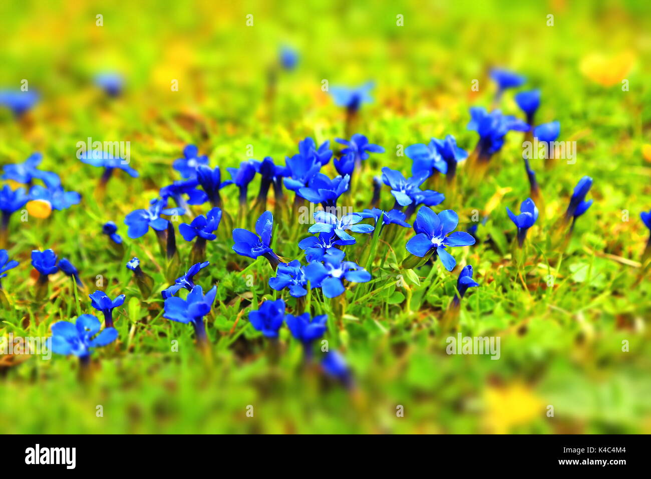 Alpine Flower Stock Photo