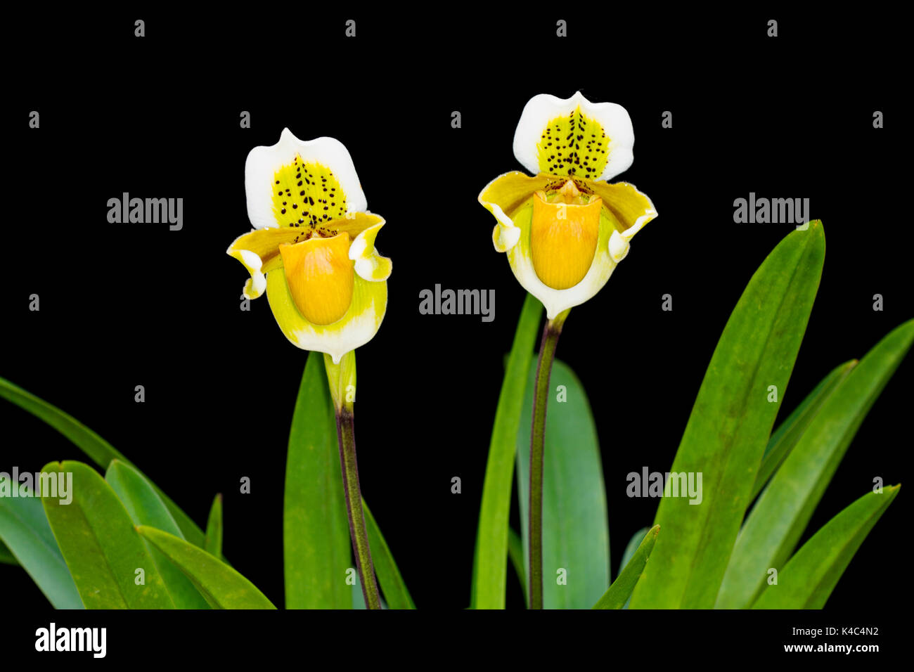 Paphiopedilum exul, Paphiopedilum orchid flowers with two  on  Black background. Stock Photo