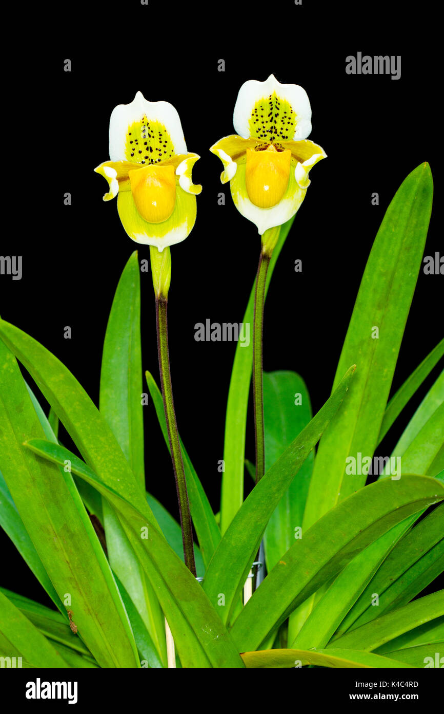 Paphiopedilum exul, Paphiopedilum orchid flowers with two  on  Black background. Stock Photo
