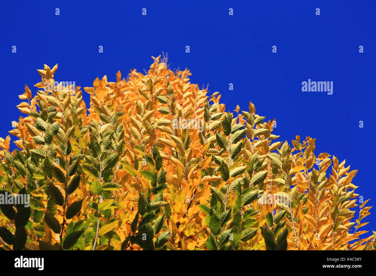 Tree With Autumn Leaves Stock Photo - Alamy