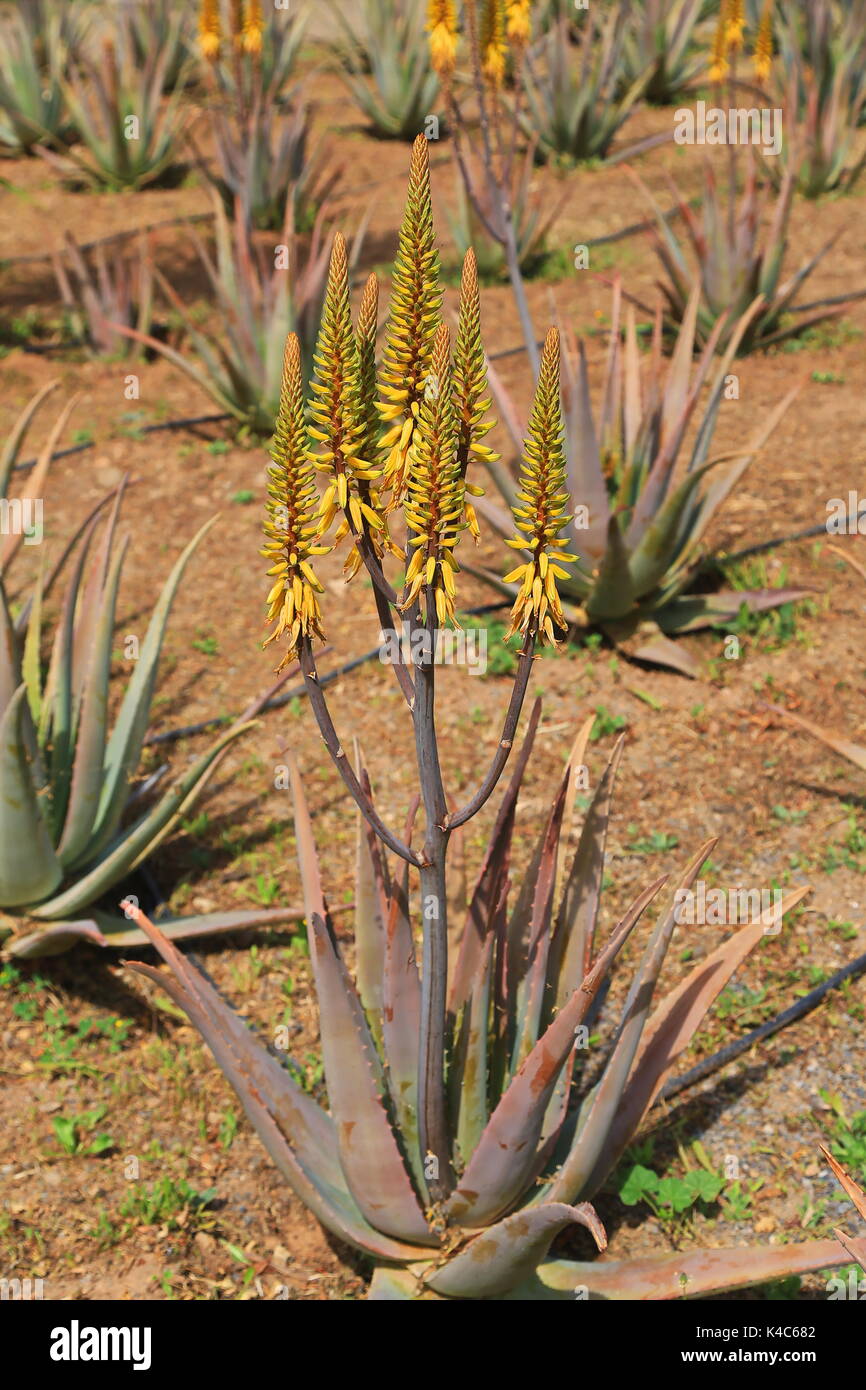 Aloe Vera With Flowers On Gran Canaria Stock Photo - Alamy