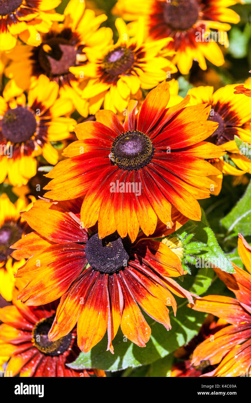 Rudbeckia hirta ' Cappuccino ', flowerbeds Stock Photo