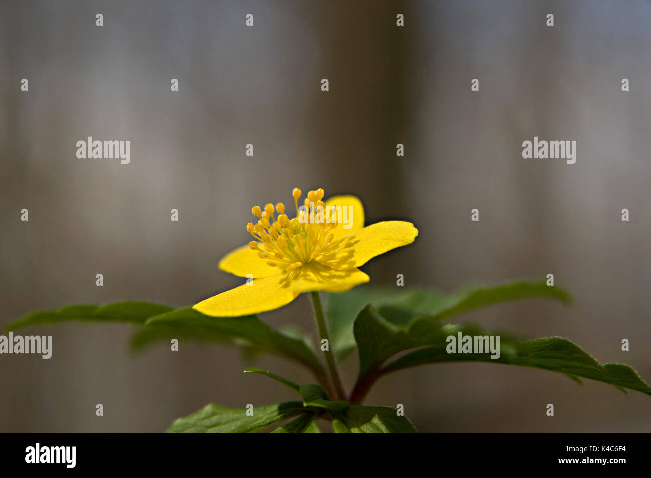 Anemone Ranunculoides, Flowering Yellow Windthroat Isolated Against Brown Background Stock Photo