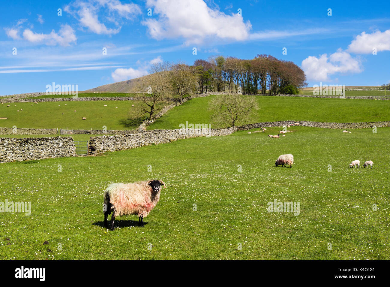 Scottish Blackface sheep with lambs on hillside field in spring. Horton-in-Ribblesdale, Yorkshire Dales National Park, North Yorkshire, England, UK Stock Photo