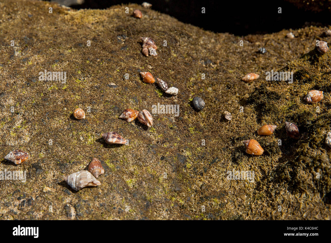 Saltwater Snails High Resolution Stock Photography and Images Alamy