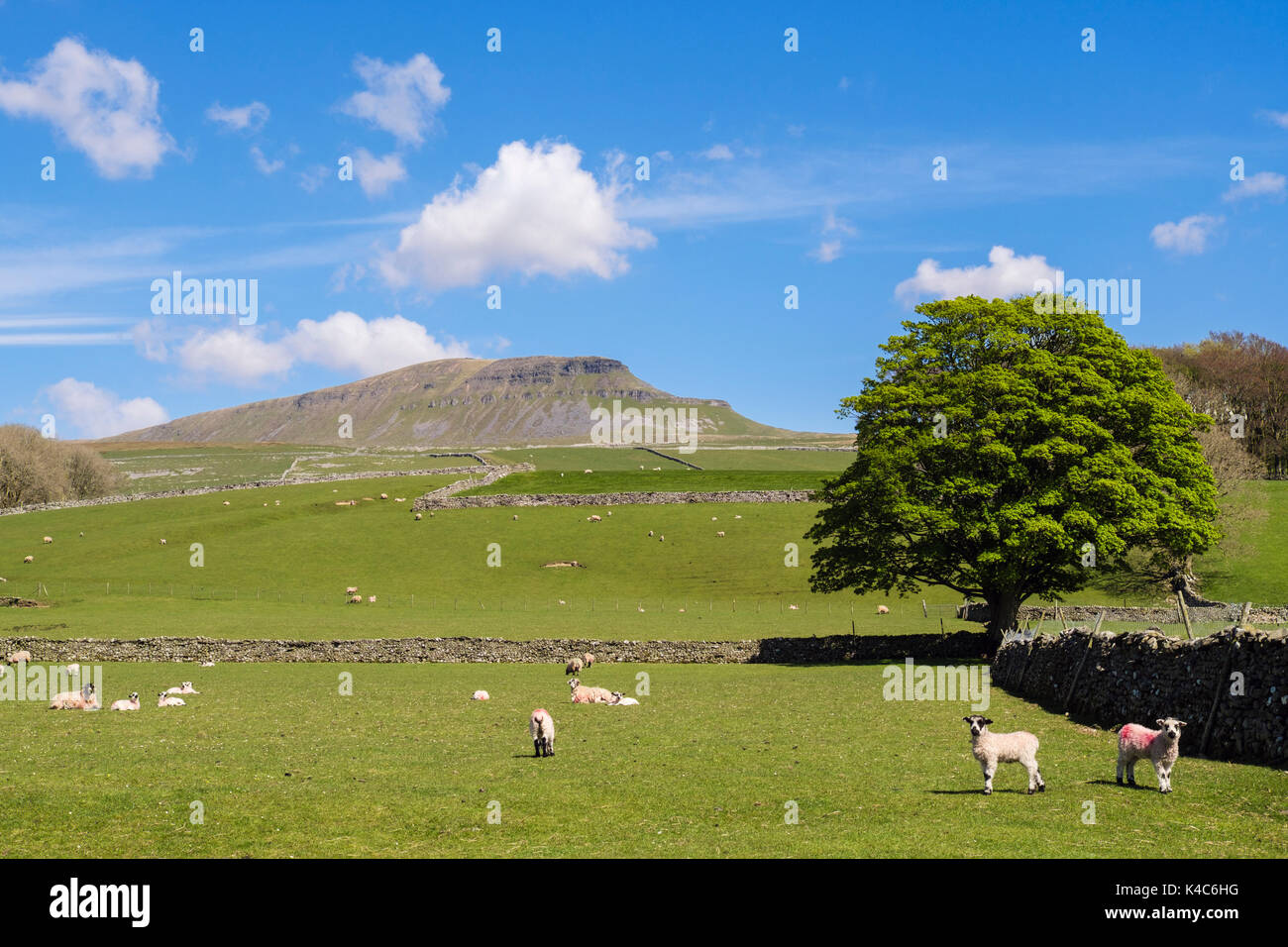 English country side scene below Pen-y-ghent fell with sheep and lambs. Horton-in-Ribblesdale Yorkshire Dales National Park North Yorkshire England UK Stock Photo