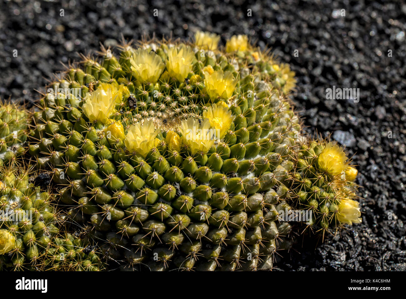 Closeup Of A Flowering Cactus With Yellow Flowers Stock Photo