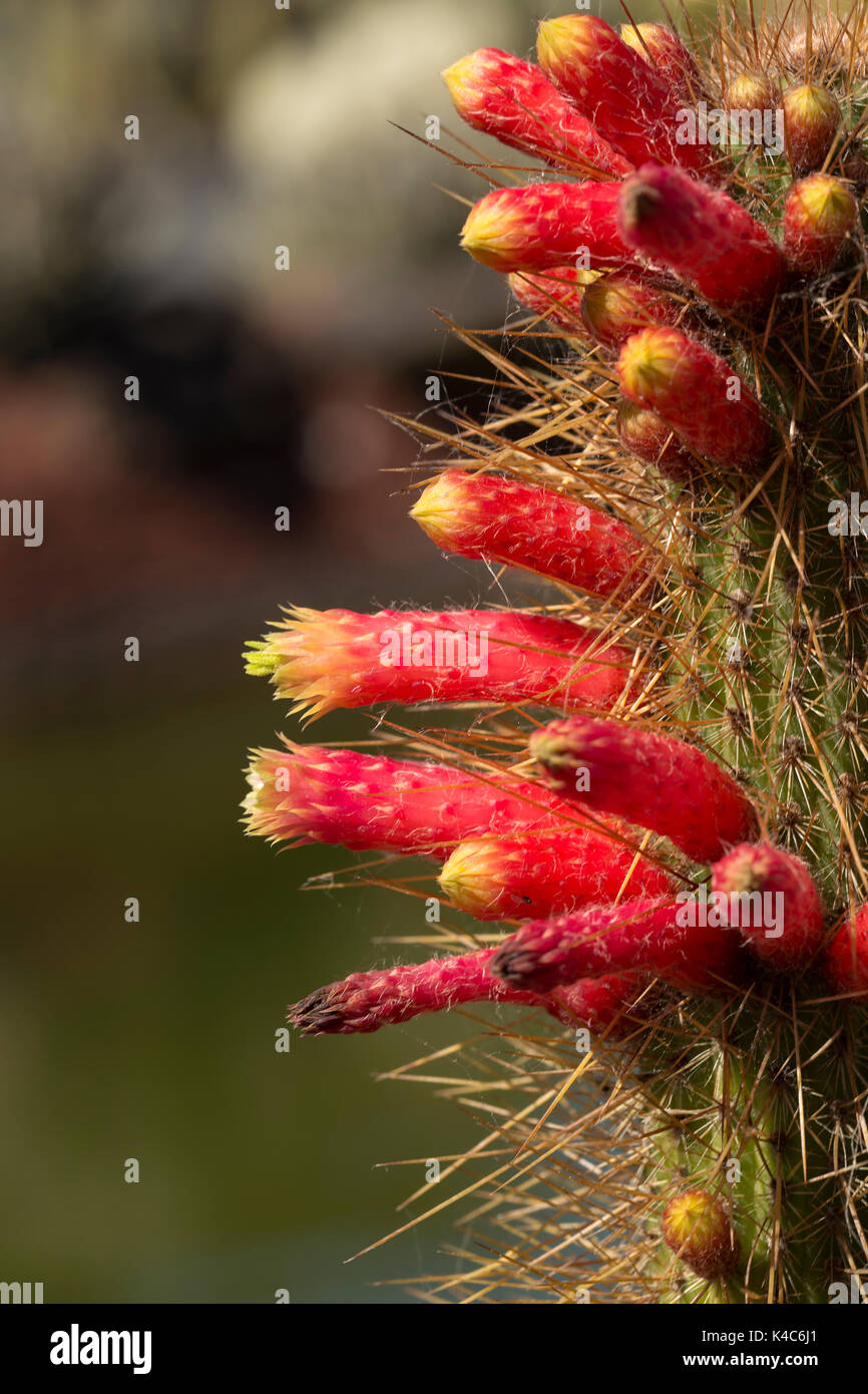 Closeup Of A Flowering Cactus With Red Flowers Stock Photo