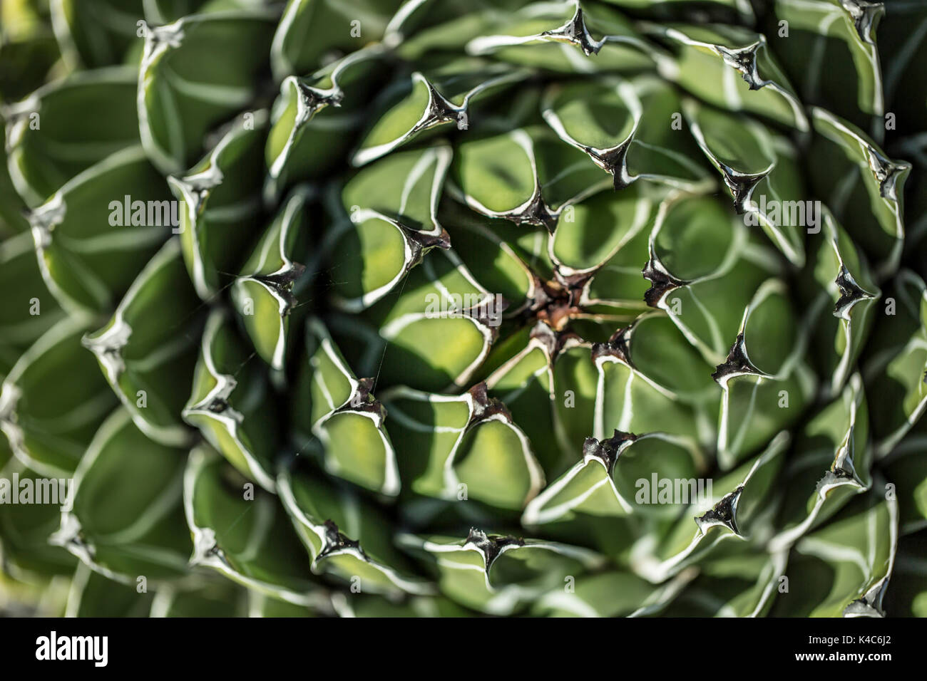 Close Up Of A Cactus From Above Stock Photo