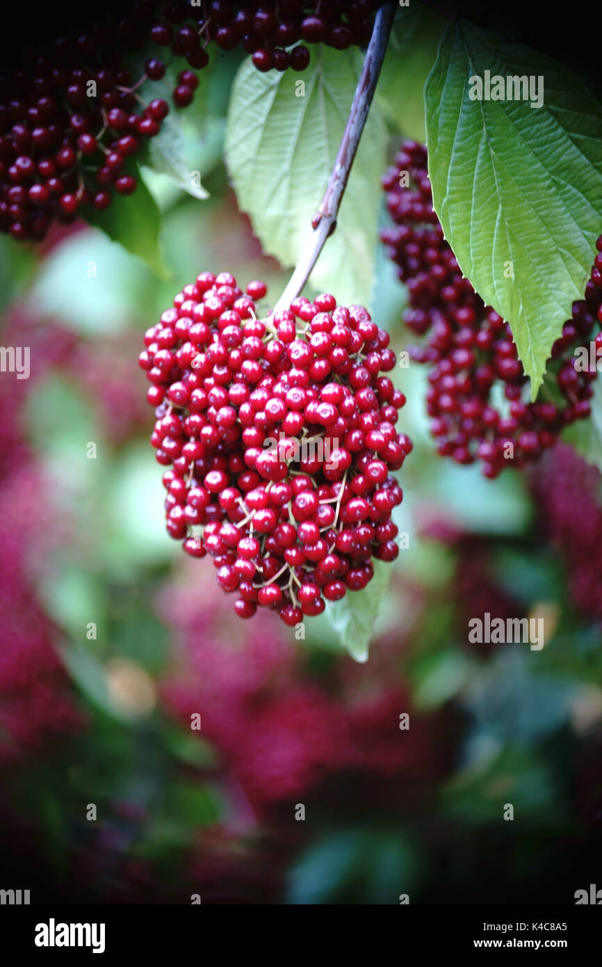 Red Berries Of Viburnum Stock Photo Alamy