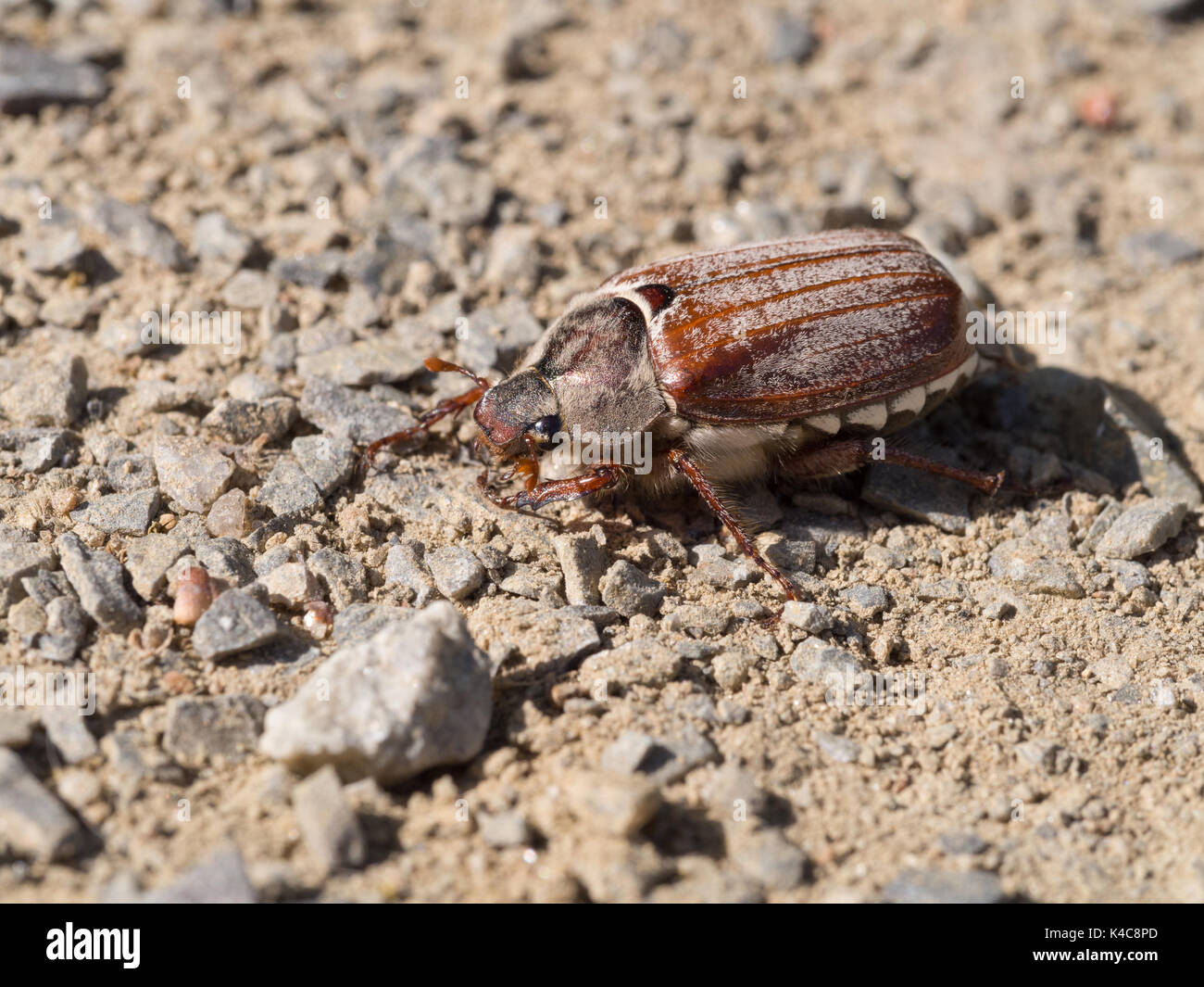 Cockchafer, May Bug, Doodlebug, Melolontha Melolontha Stock Photo Alamy