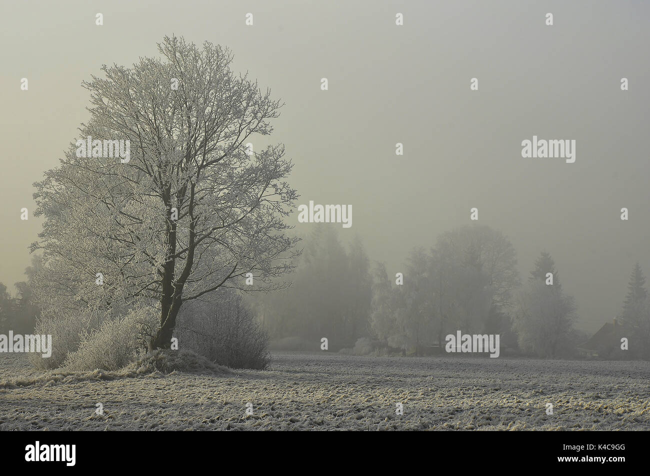 Baum In Frost Und Nebel Stock Photo