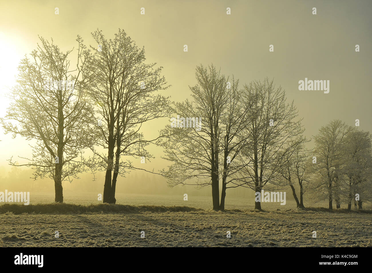 Bäume Im Winter Im Gegenlicht Stock Photo