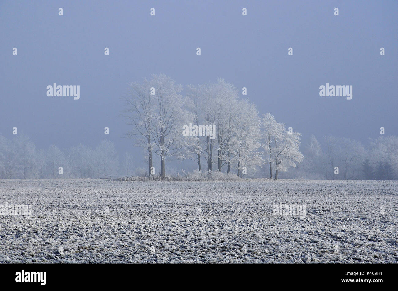 Waldrand Im Winter Im Dunst Stock Photo