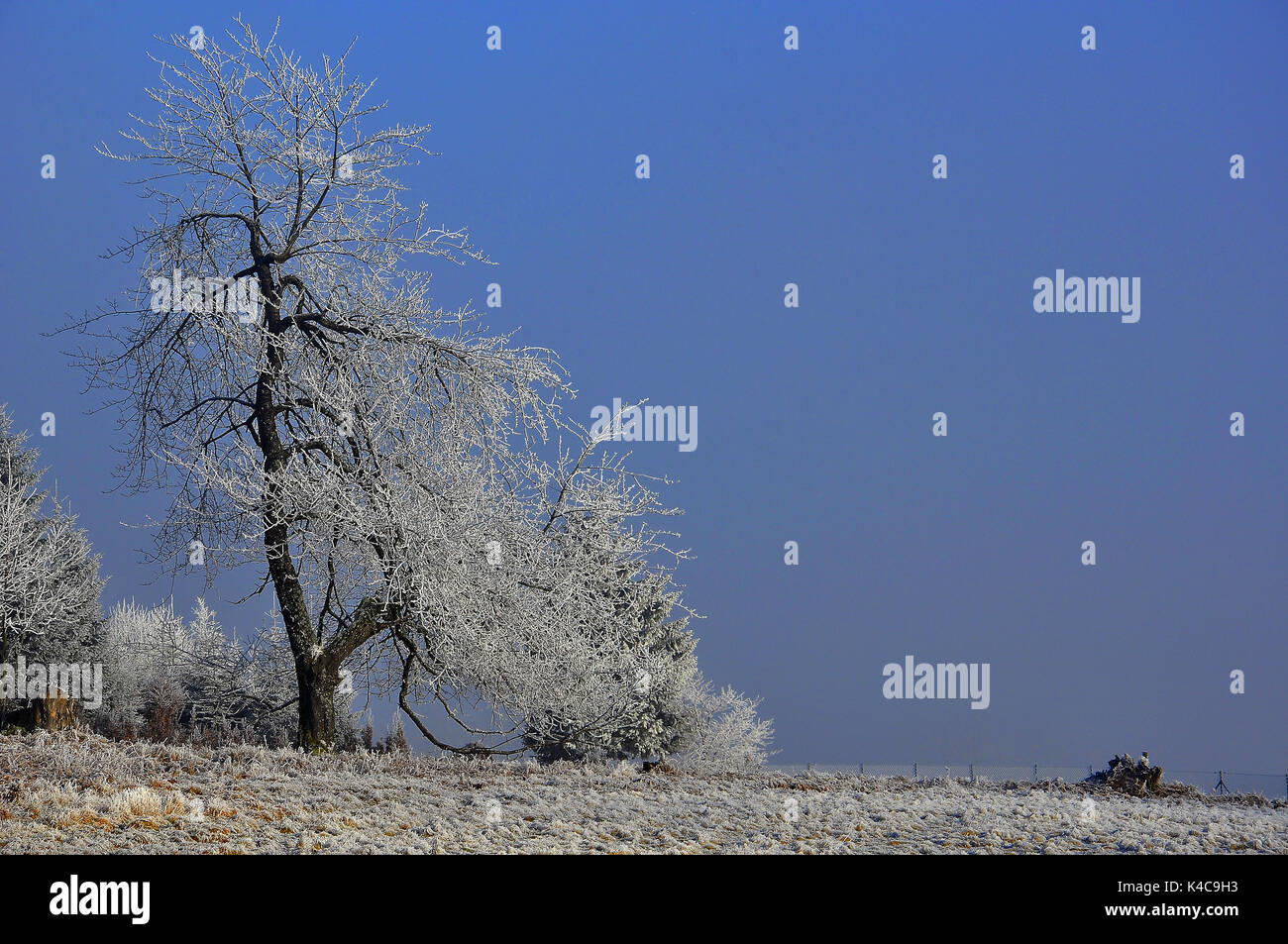Baum Im Winter Auf Wiese Stock Photo