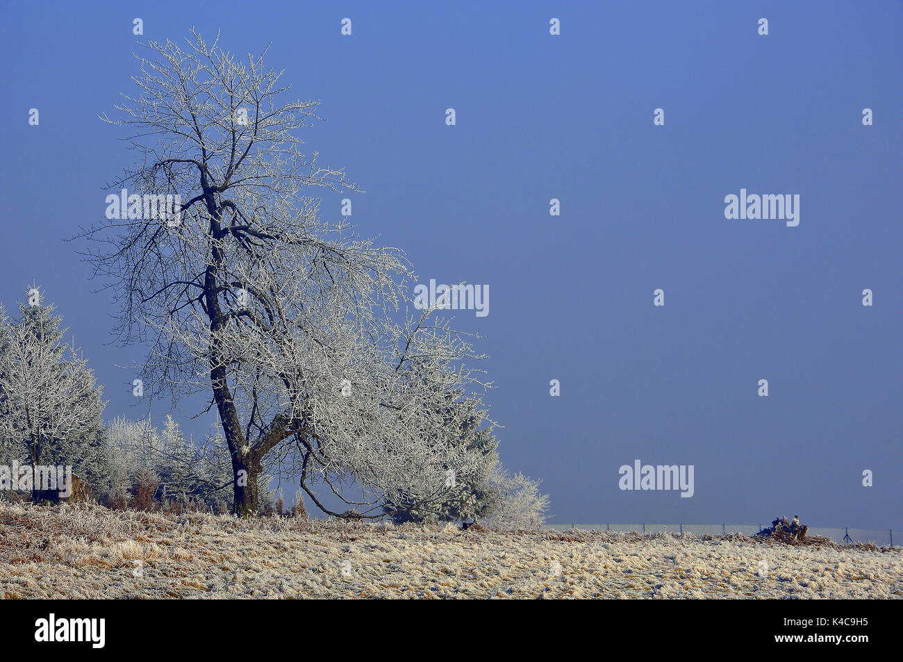 Baum Im Winter Auf Wiese Stock Photo