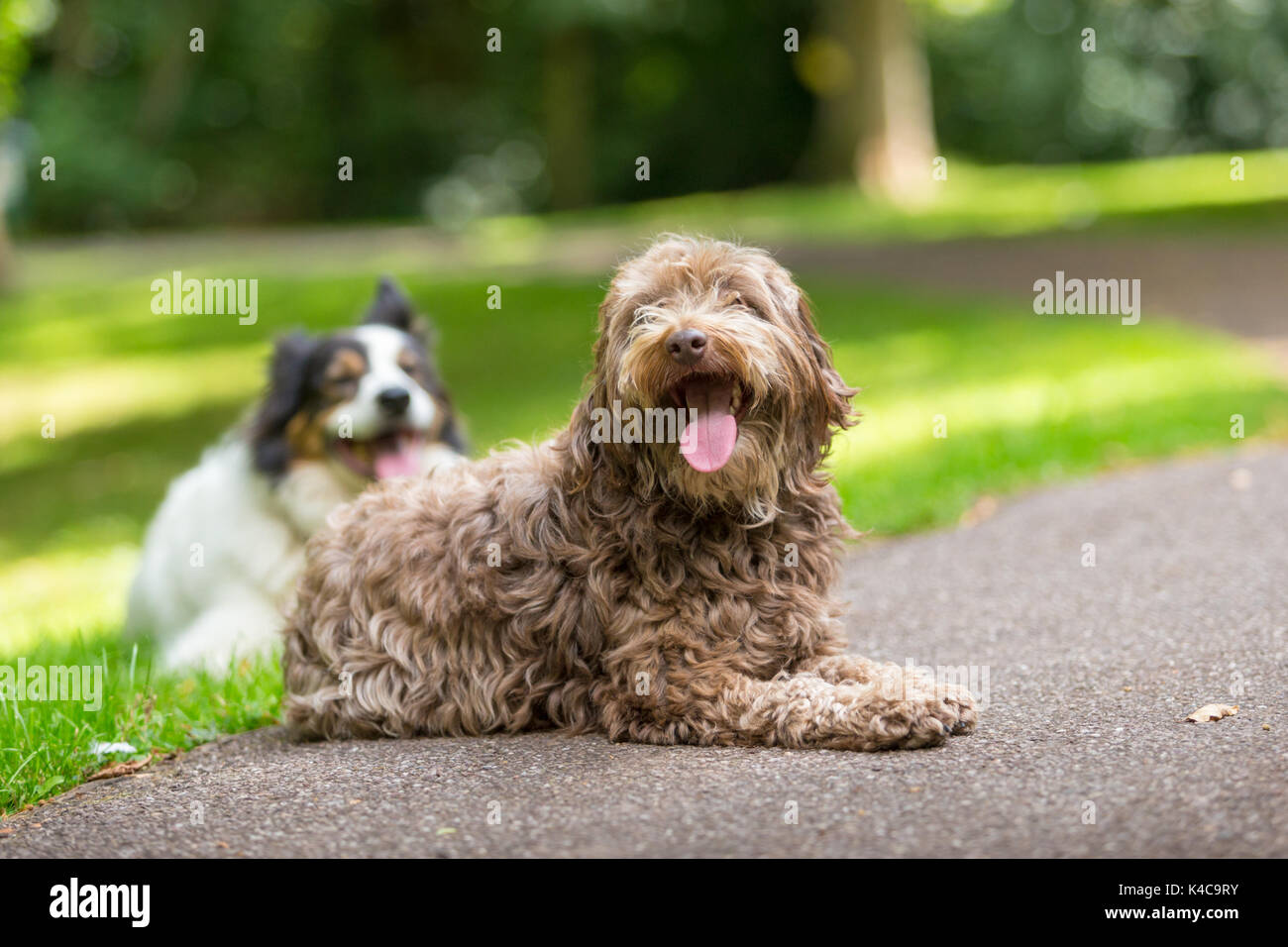 Mixed border collie and poodle dog lying on the grass in a park Stock Photo